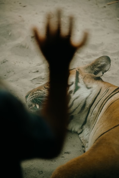 brown and white tiger lying on brown sand during daytime